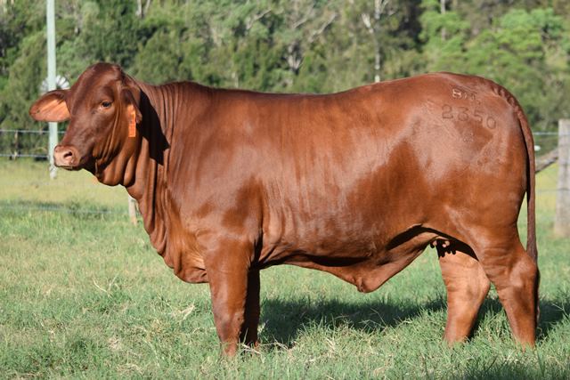 Bryvonlea Fair Atana